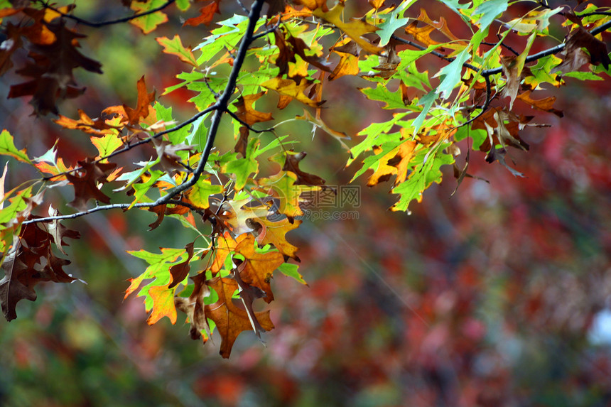 秋季风景公园叶子季节农村森林国家环境树木地球薄雾图片