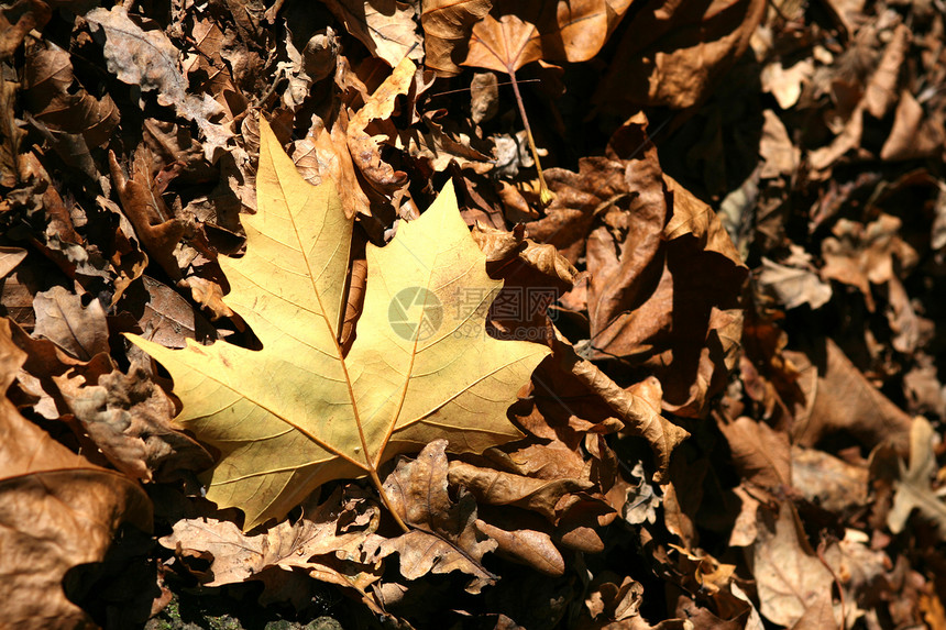 秋季风景孤独树木农村旅行季节公园阳光环境场景地球图片