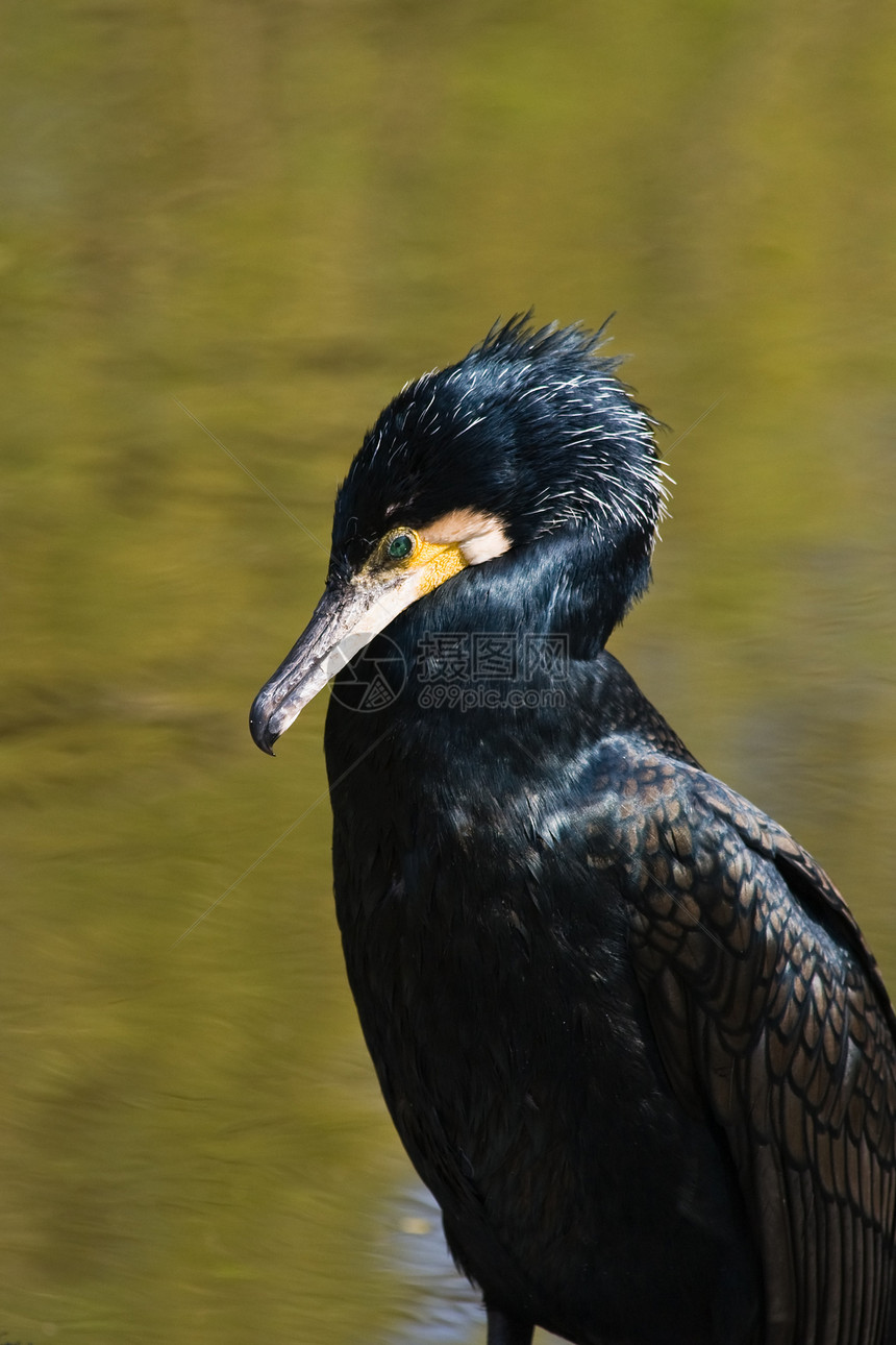 伟大的科莫兰特鸟类阴影化合物晴天池塘水禽荒野脖子鸬鹚羽毛图片