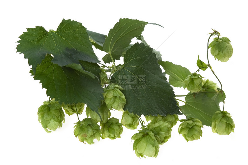 白色背景的跳锥形和叶子细节锥体树叶啤酒药品啤酒花狼疮雌激素植物登山者啤酒厂图片
