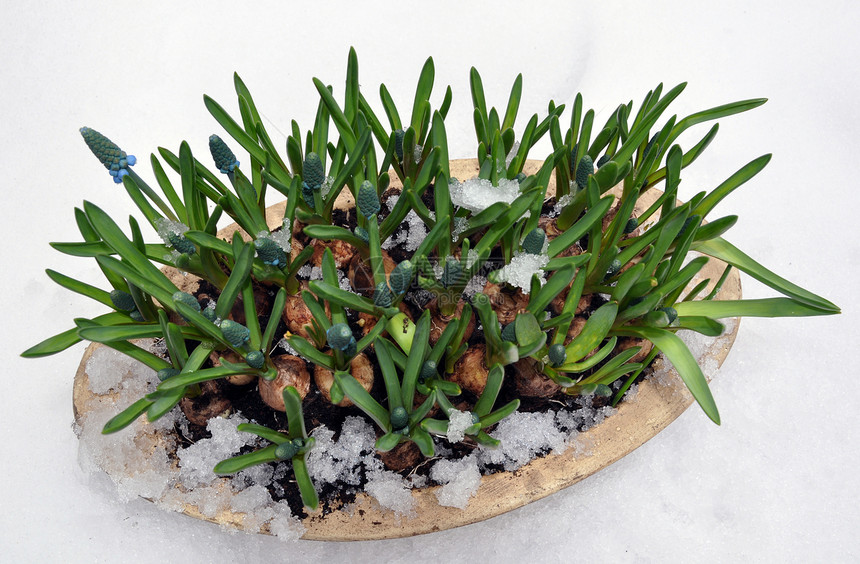 雪中的葡萄粒Hyacinth图片