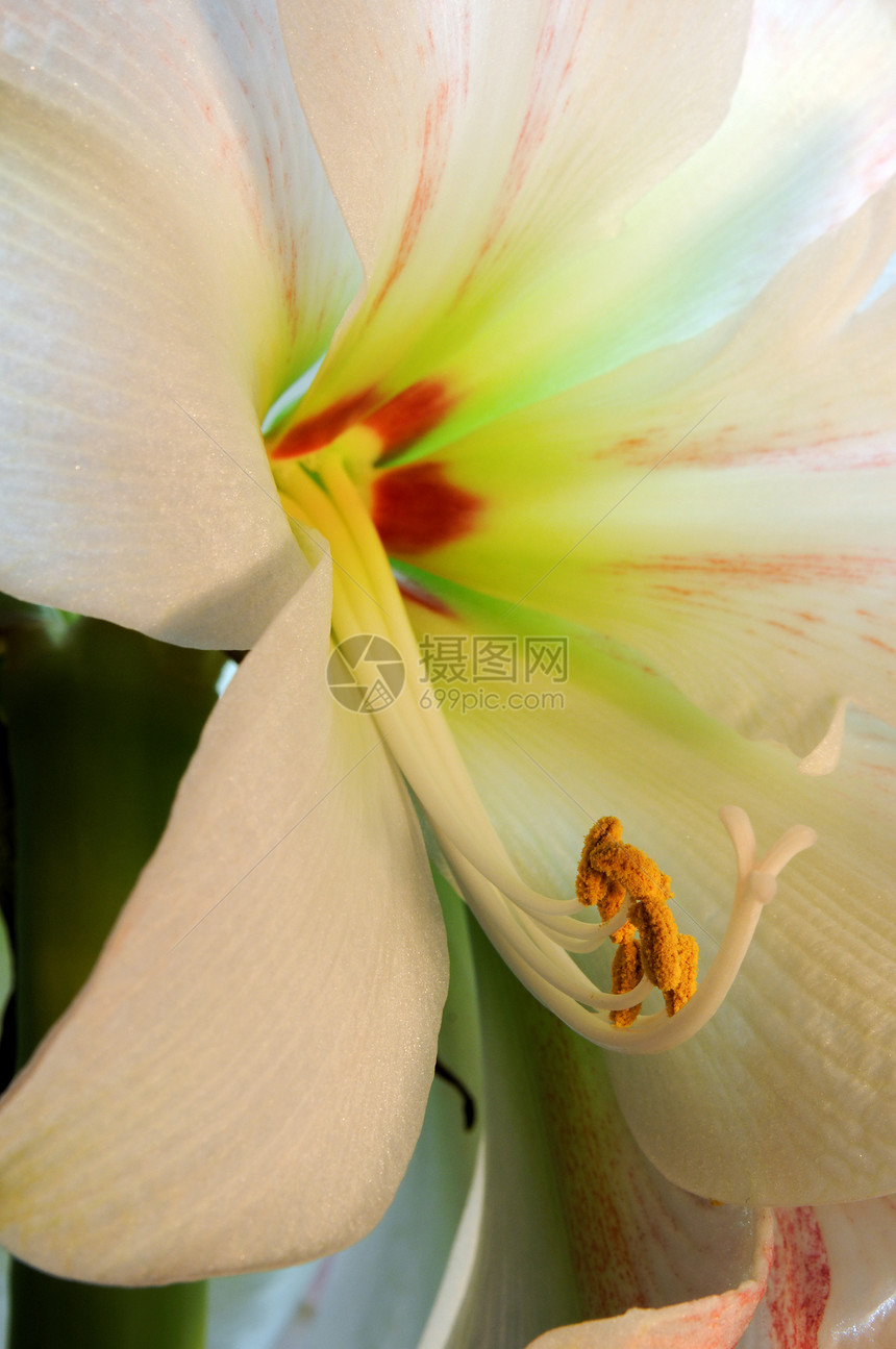 氨闭合植物学礼物静脉生活曲线植物百合花瓣幼苗蒸汽图片