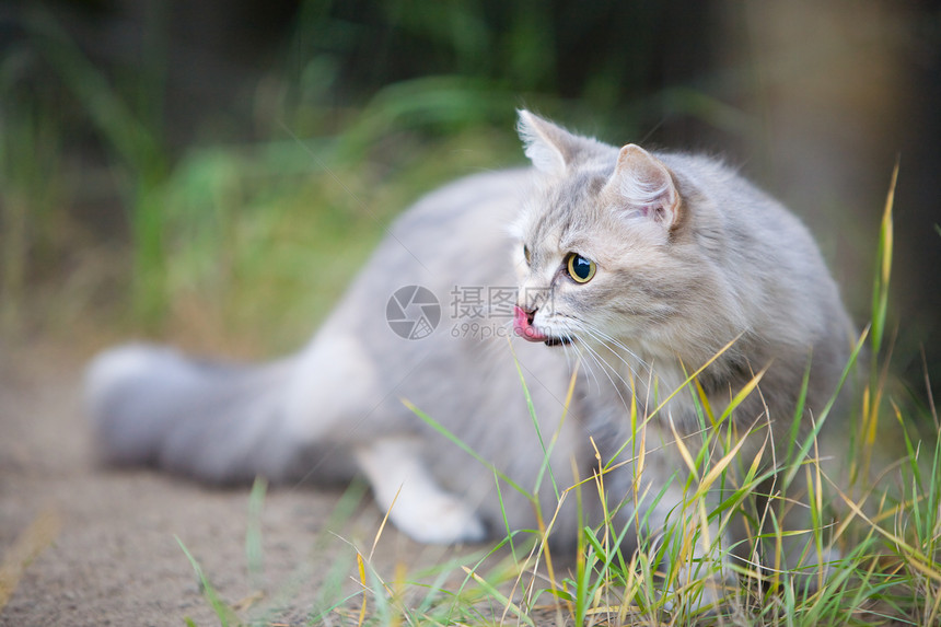猫类绿色植物眼睛灰色宠物头发毛皮自由图片