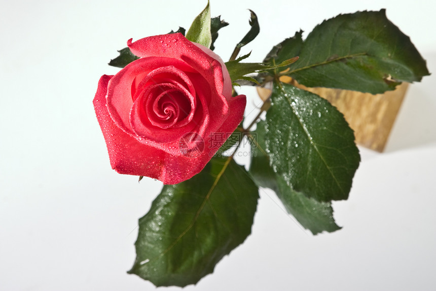 爱的玫瑰花脆弱性植物群草本玫瑰压痛香气水滴红色图片