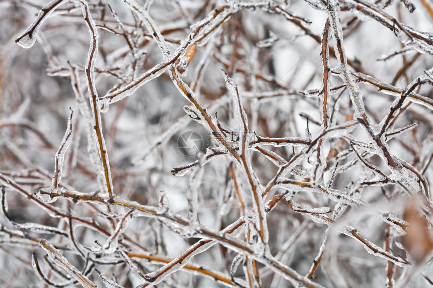 冷冻树枝枝条衬套季节图片