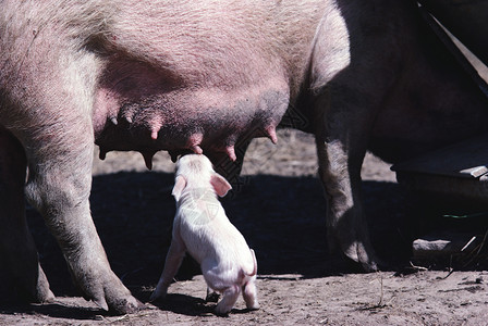 农场生命和动物农家生活奶牛山羊背景图片