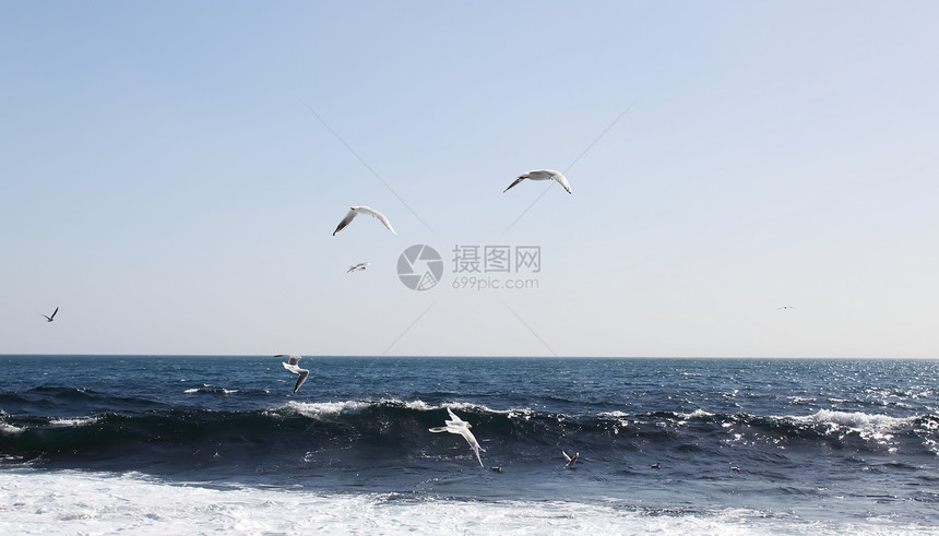 海鸥摄影团体尾巴海滩潮汐黑色自由海洋白色羽毛图片