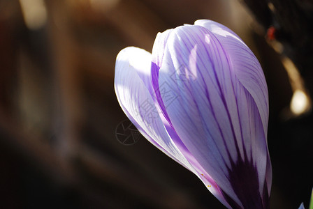 春花太阳棕色紫色晴天背景图片