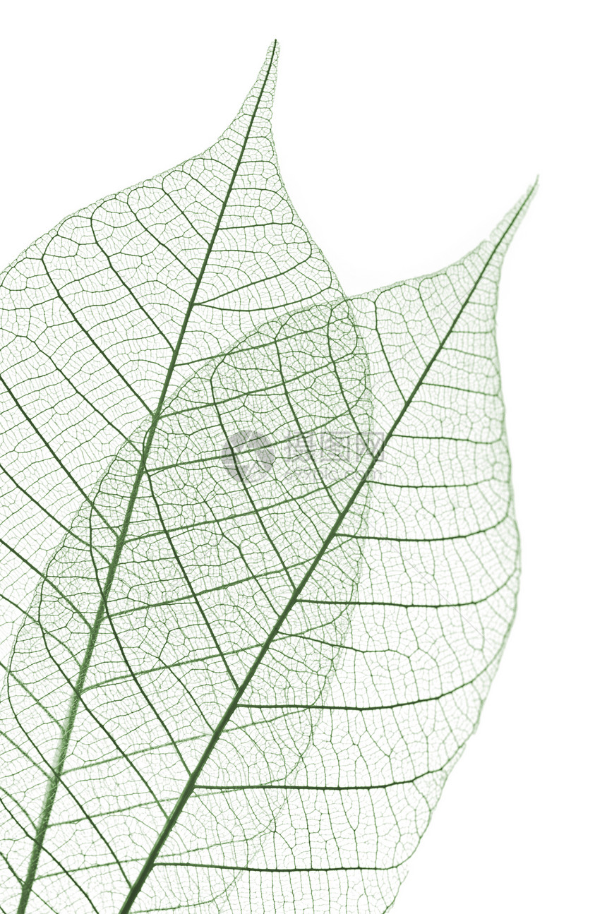 叶叶子染料橡皮白色绿色植物音调骨骼静脉树叶图片