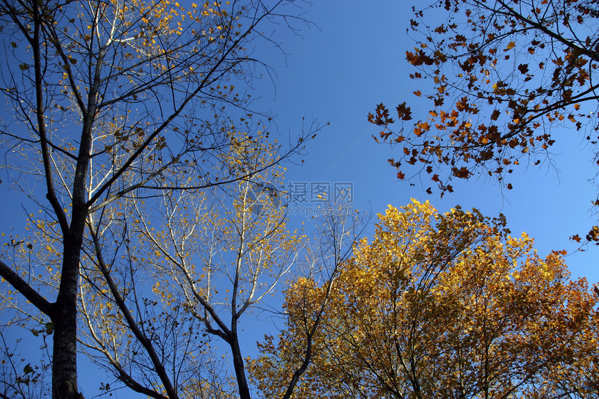 秋季风景阳光树木孤独国家地球季节森林环境旅行场景图片