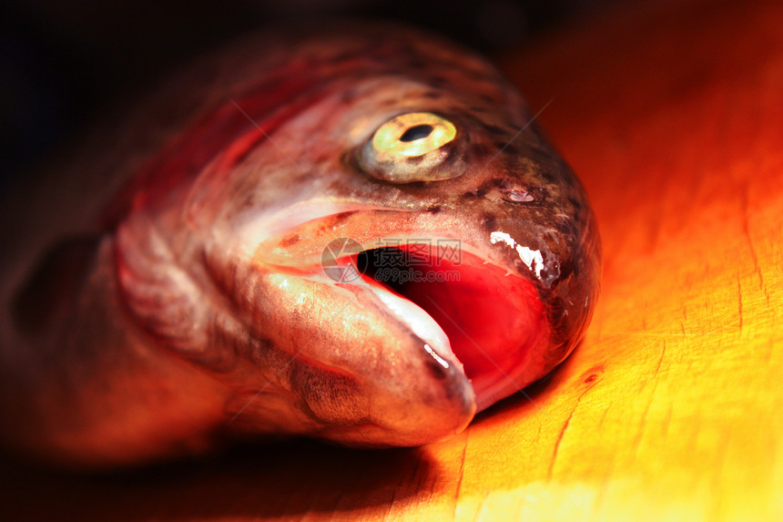 鲜鱼美食食物玩具眼睛脊椎动物海鲜男人淡水图片