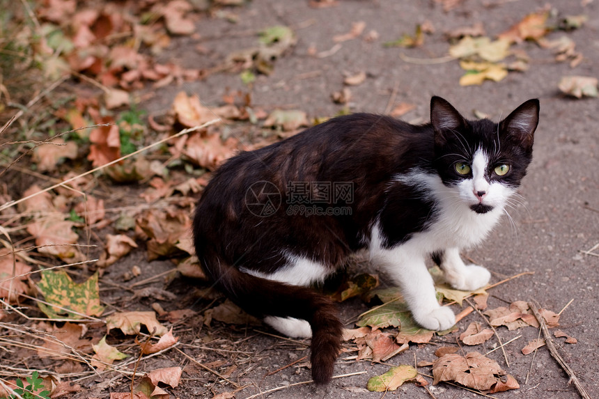 猫咪坐在路上灰色沥青动物小猫白色姿势压力绿色宠物树叶图片