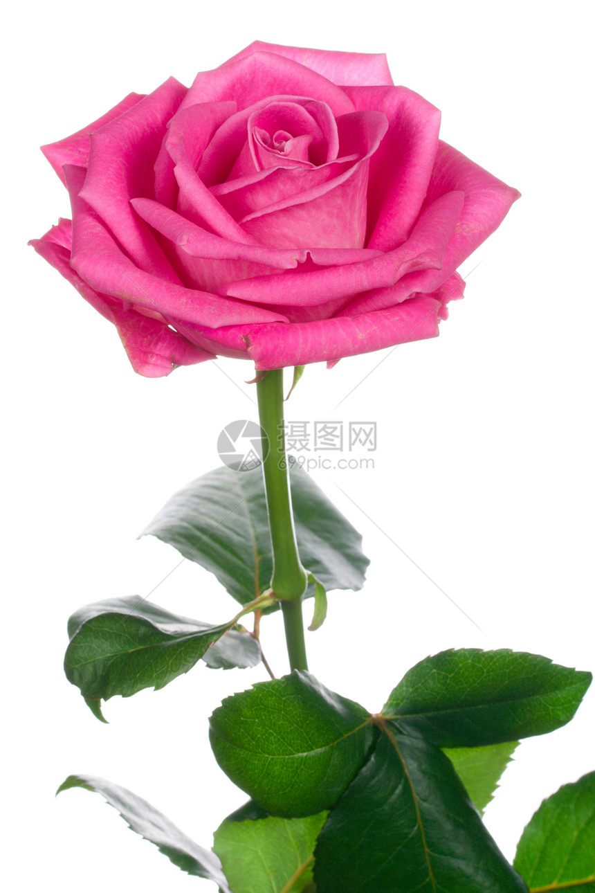 紧紧的美丽粉红色玫瑰图片