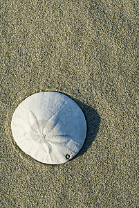 沙滩上的沙子美元海岸海滩阴影沙币背景图片