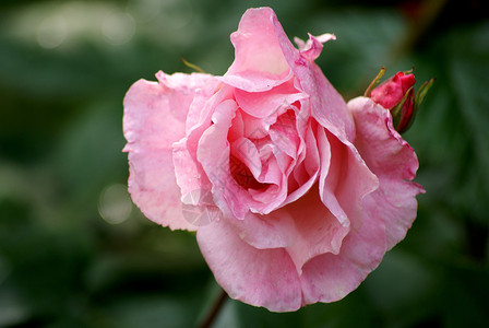 玫瑰绿色花瓣植物粉色背景图片