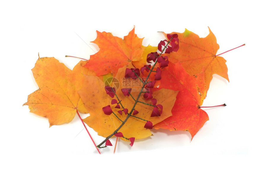 孤立的秋叶落叶树叶环境植物季节性叶子季节黄色墙纸橙子红色图片