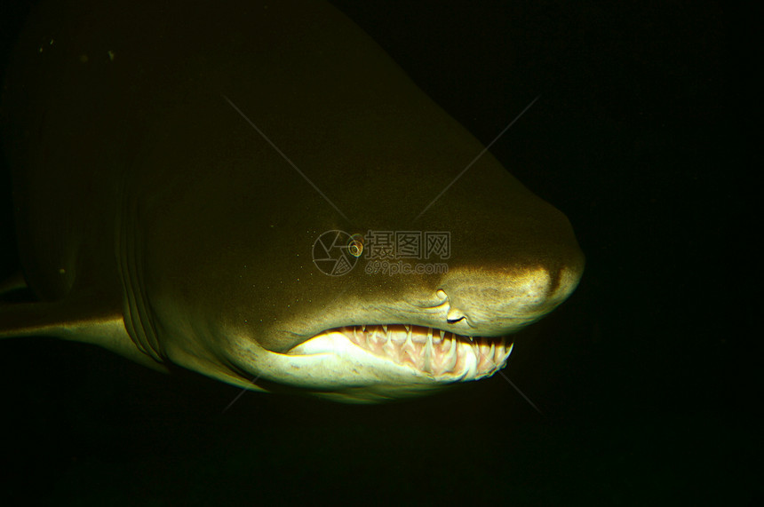 鲨鱼捕食者白色游泳珊瑚动物蓝色潜水危险灰色热带图片