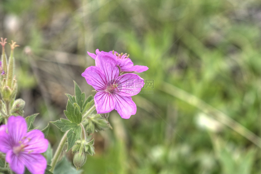 粉红野花环境荒野植物花园花瓣季节花朵农村植物学植物群图片