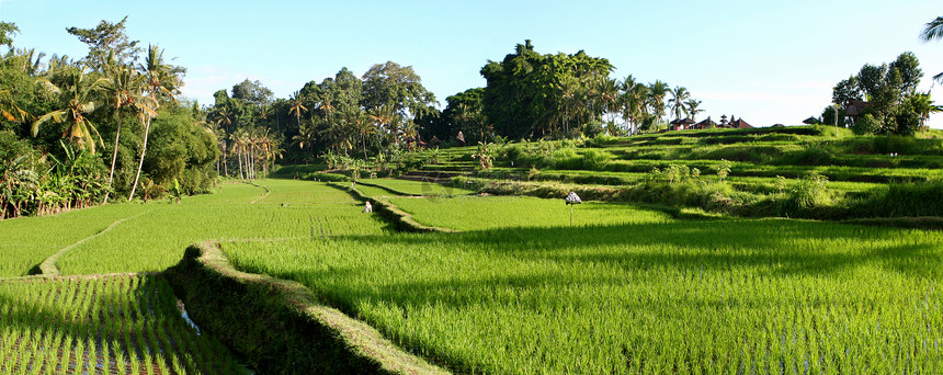 巴厘岛大稻种植区图片