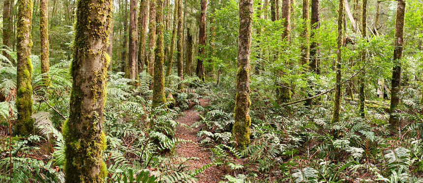 森林全景衬套破坏孤独场景环境保护远足蕨类生长多叶小路图片