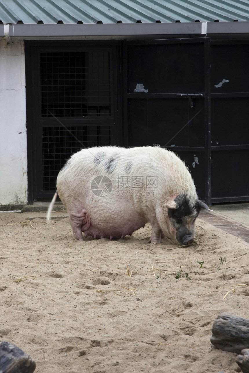大肥猪哺乳动物火腿农场稻草农业熏肉尾巴耳朵工作室眼睛图片