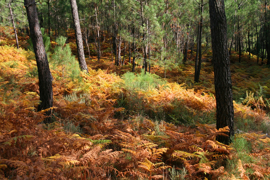 秋季风景分支机构薄雾孤独旅行环境地球叶子季节国家树木图片
