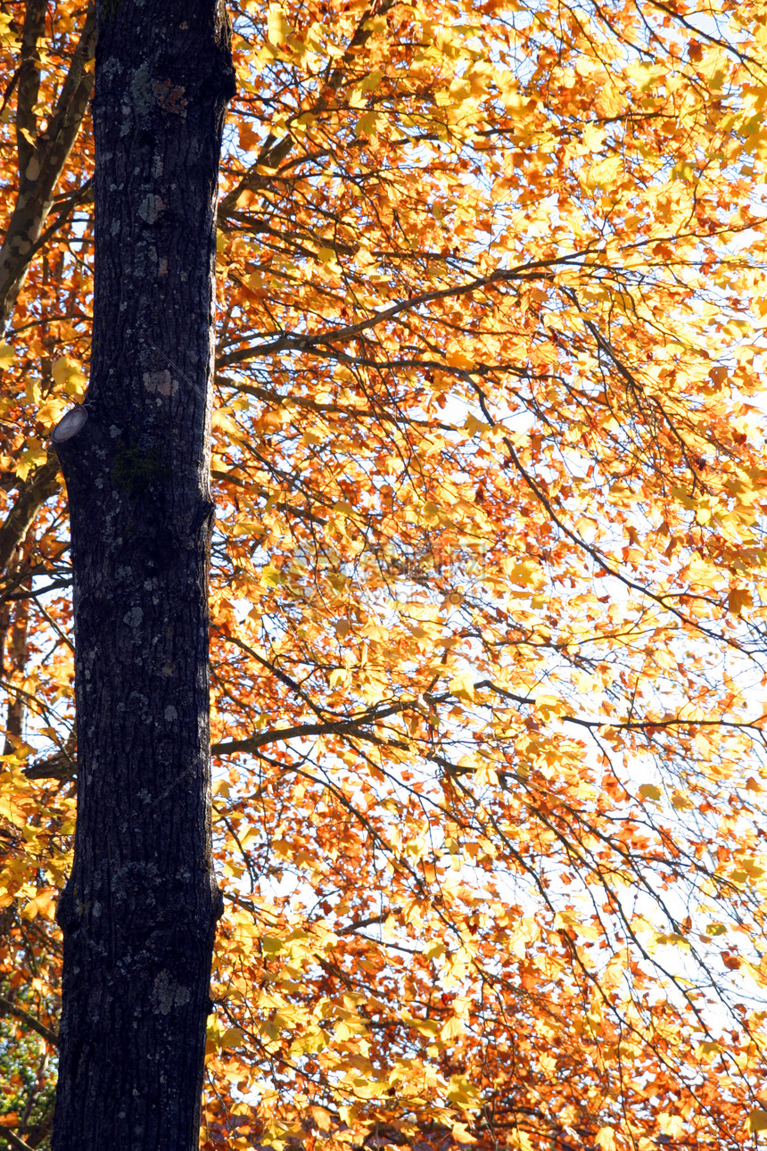 秋季风景叶子孤独阳光季节环境场景地球农村树木森林图片