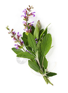 鲜花圣淡紫色花束白色树叶细绳草本植物花朵食材背景图片