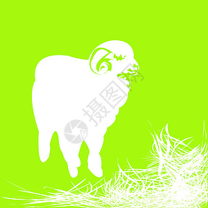 特内拉羊动物园尾巴绘画羊肉场地眼睛爪子动物牛奶羊毛插画