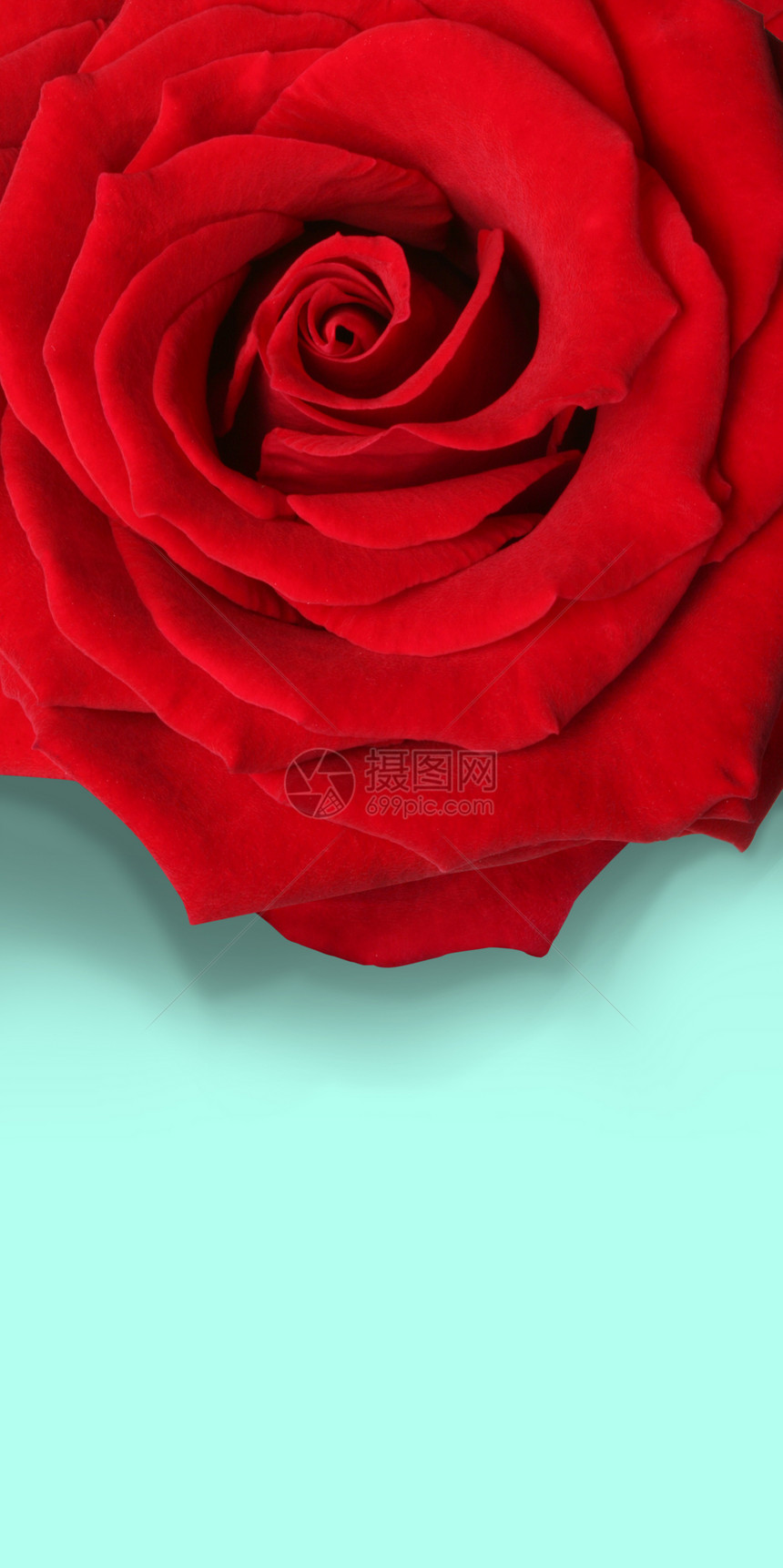 大红玫瑰花朵宏观红色踏板图片