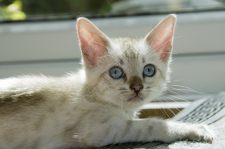 小猫咪蓝色地面家畜宠物白色眼睛毛皮小猫纯种猫背景图片