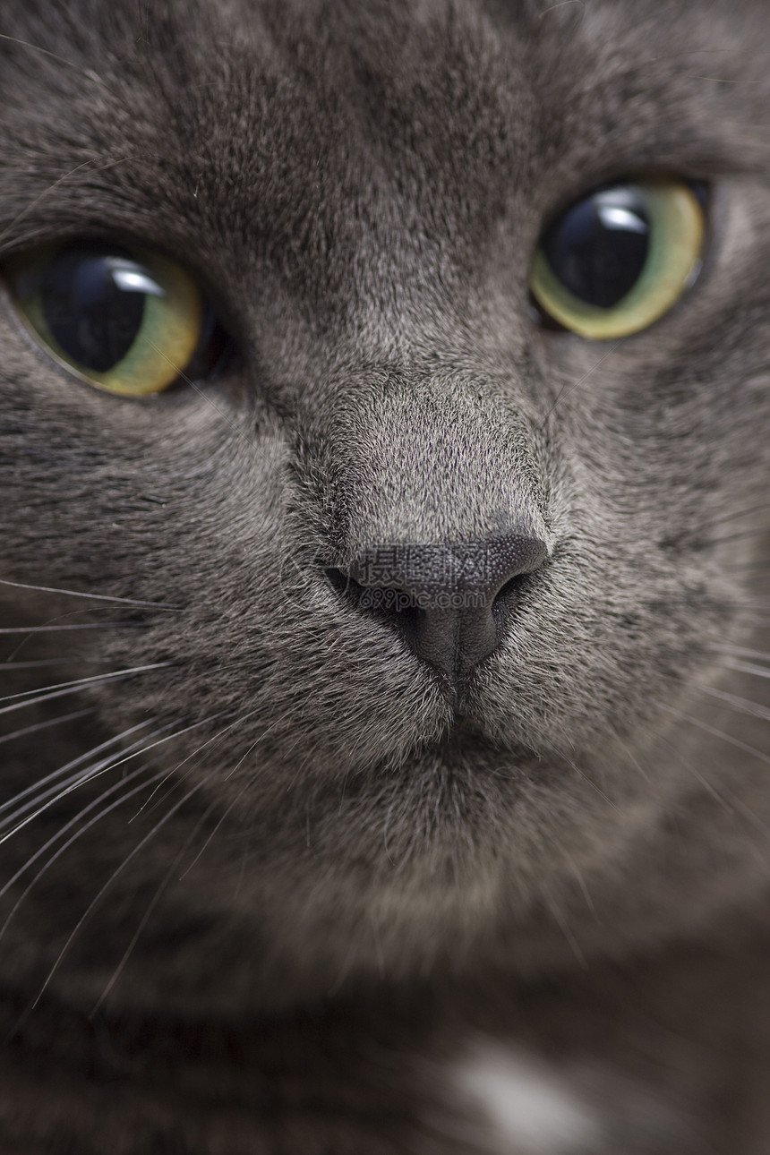 灰猫鼻子哺乳动物胡须胡子眼睛特写小猫灰色头发宠物图片