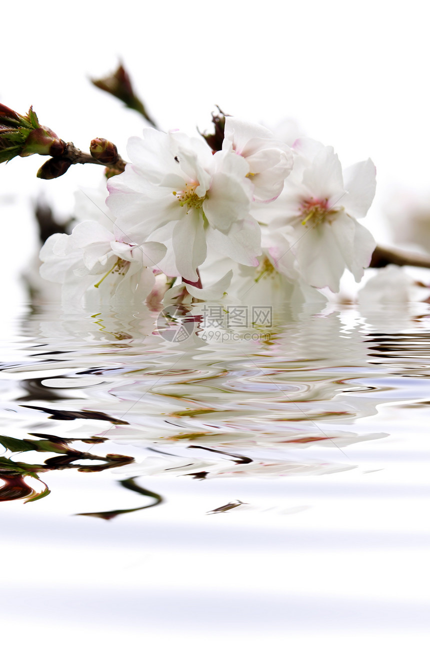 樱花在水中开花图片