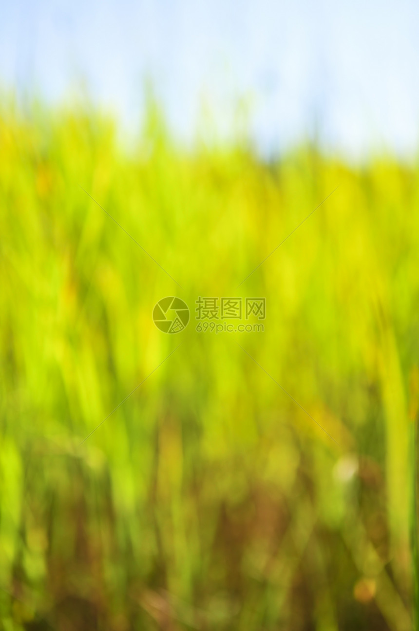 绿色背景晴天环境草地草原生态场地阳光生长绿色植物植物图片