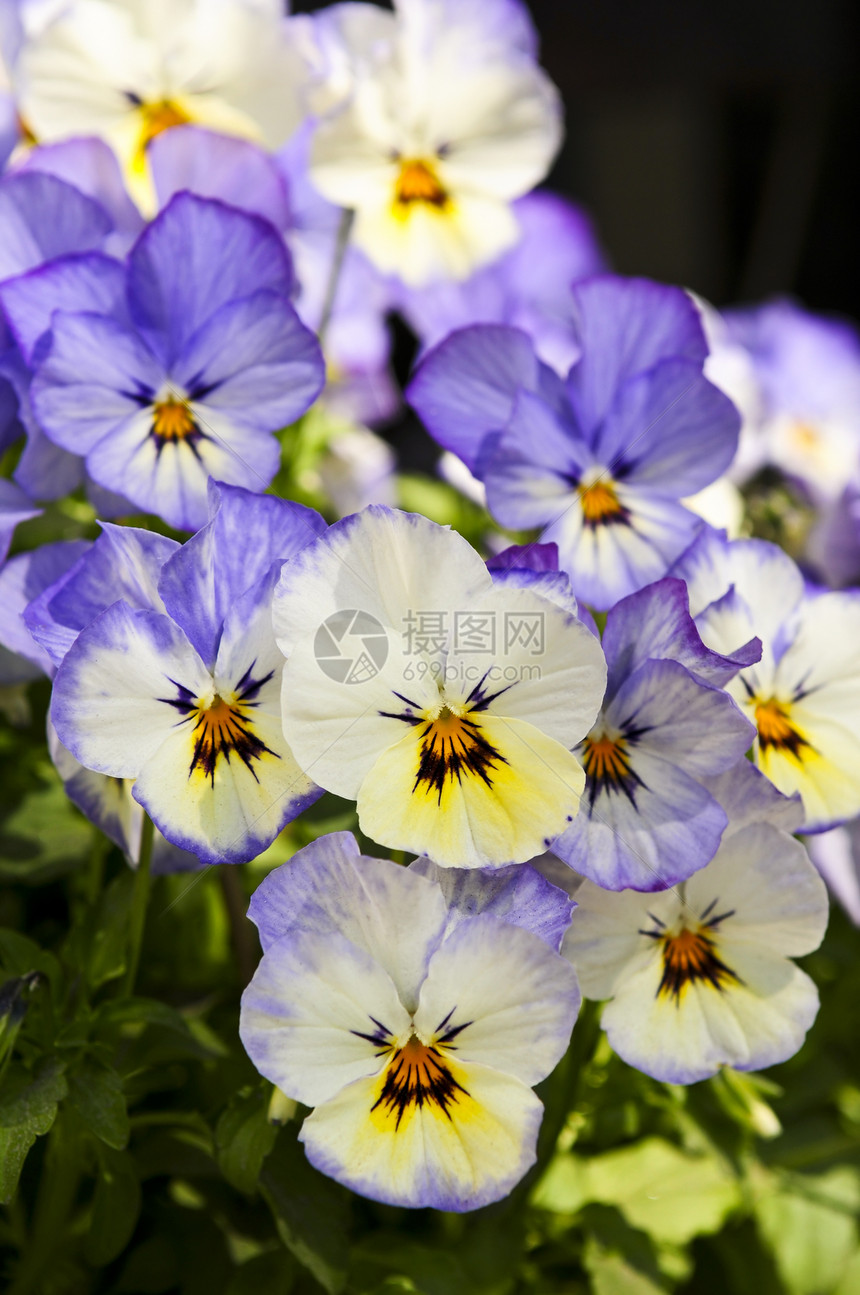 兵团植物学宏观阳光黄色植物群花朵园艺花园生长紫色图片