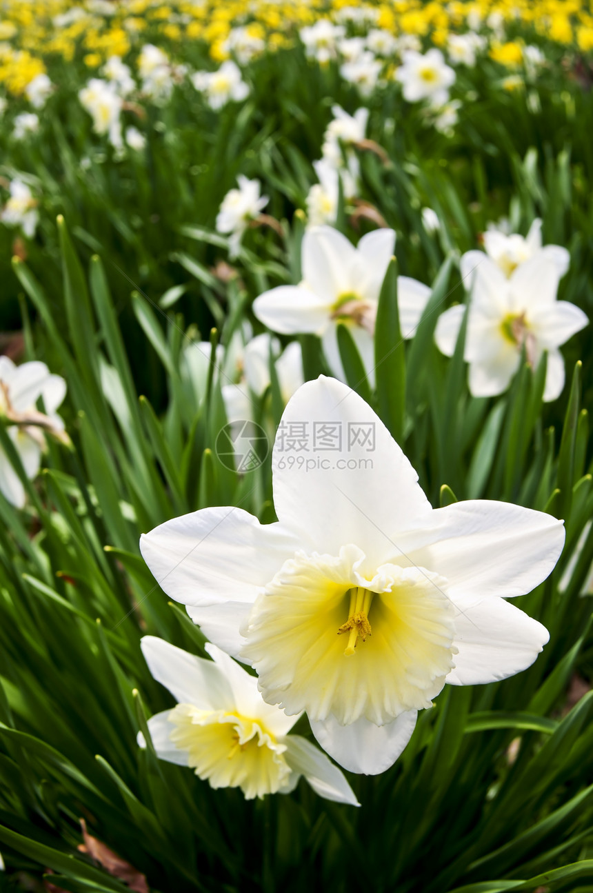 水仙子体树木木头公园黄色农村白色国家季节性花朵花园图片