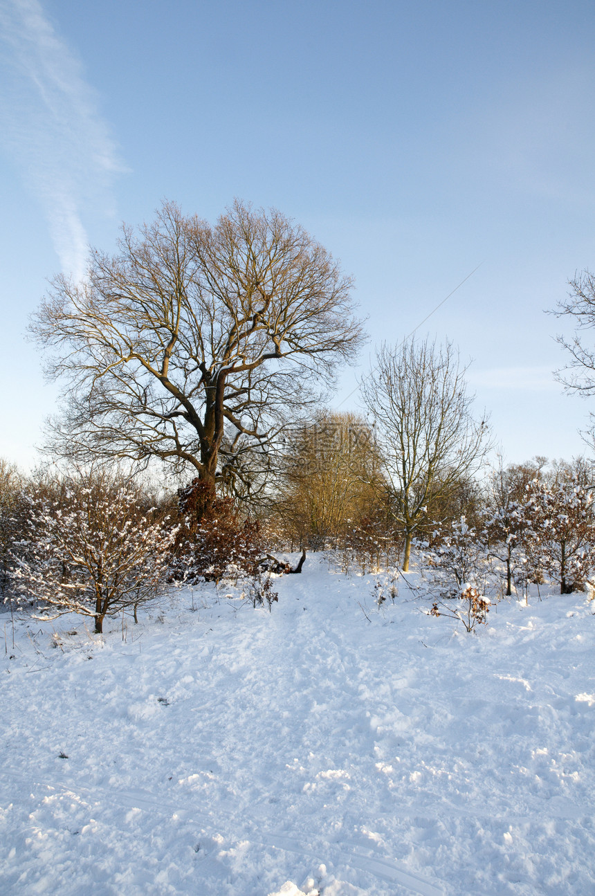 冬天公园国家树木环境天气场地暴风雪小路农村降雪图片