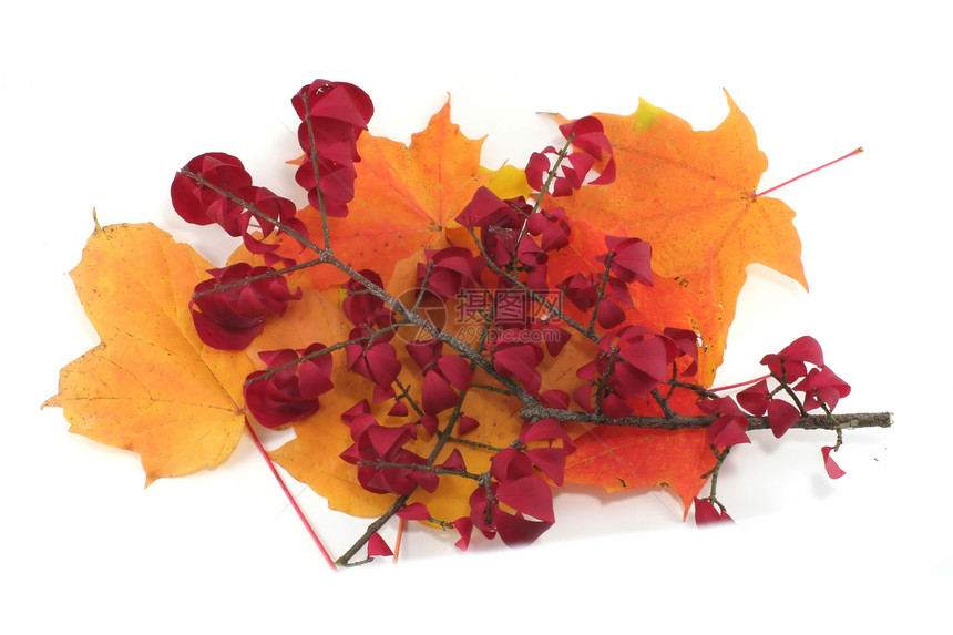 孤立的秋叶落叶叶子树叶橙子红色环境植物季节性季节黄色墙纸图片