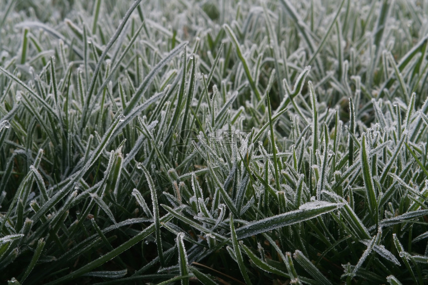 第一个霜霜绿色冷冻冻结草皮温度植物季节性院子寒意环境图片