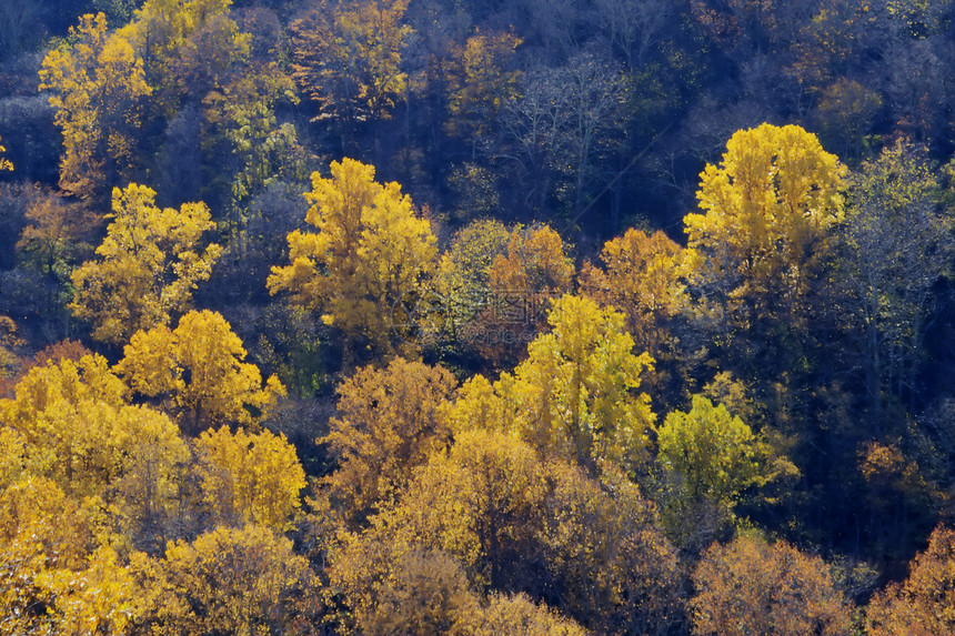 一片充满秋色的森林生长季节树木季节性橡木叶子环境树叶植物学晴天图片
