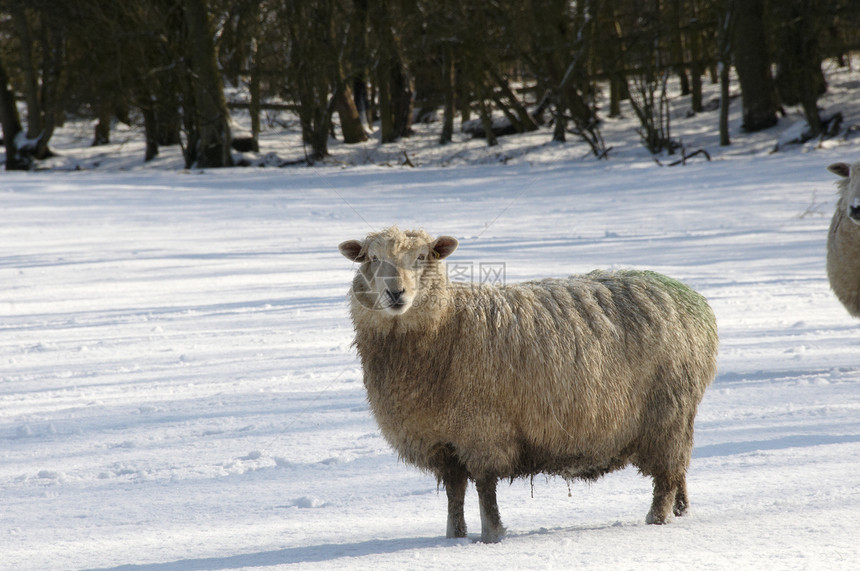 冷绵羊草地农业羊毛牧场农场场地羊肉团体乡村白色图片