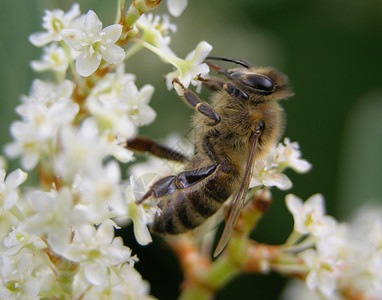 花朵上的蜜蜂猪蹄花粉花蜜蜂蜜植物昆虫背景图片