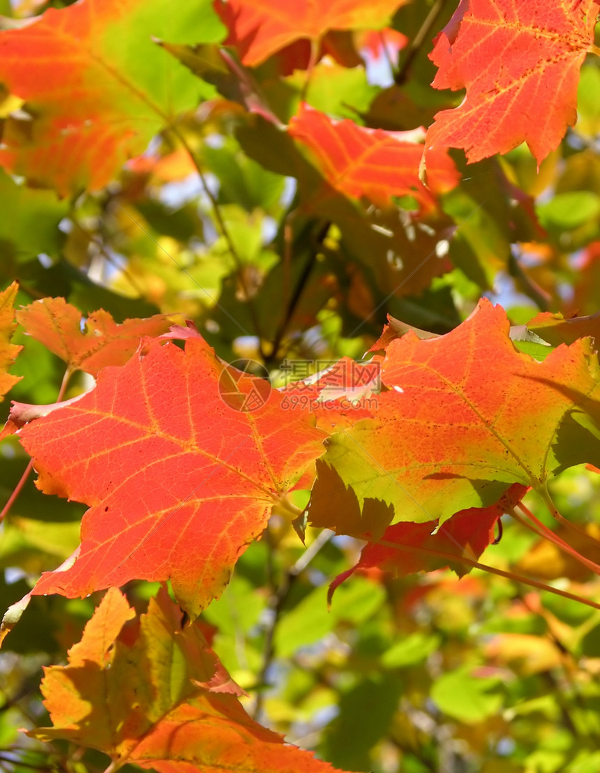 秋叶落叶橙子红色森林绿色情绪黄色植物叶子树叶季节图片