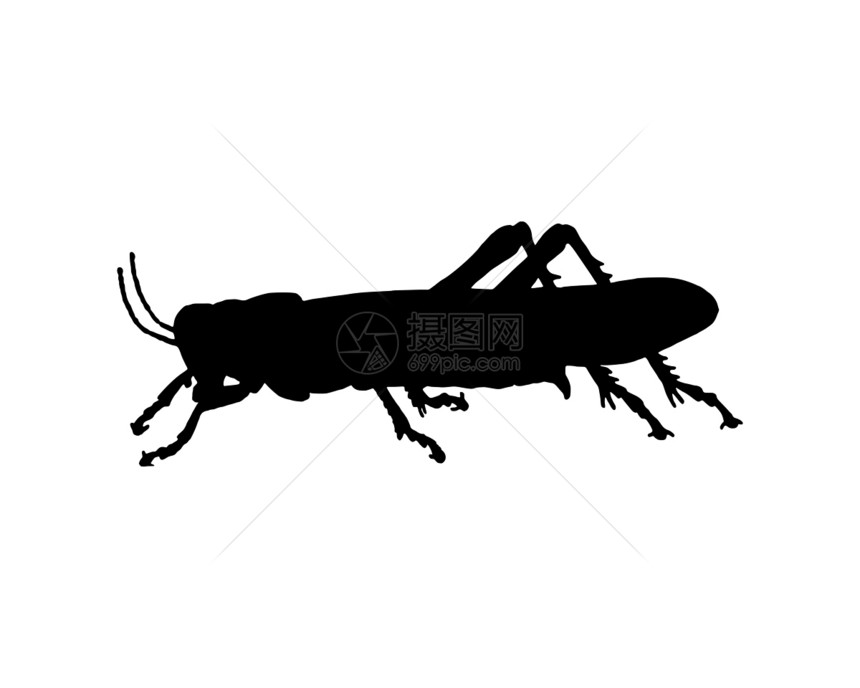 蚂蚱刺槐漏洞翅膀科学插图黑色昆虫生物学昆虫学生态图片