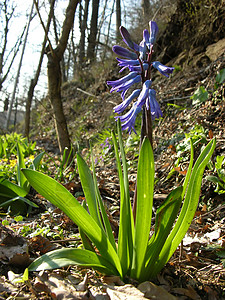 园艺信子花园生物学植物绿色紫色季节植物学蓝色背景图片
