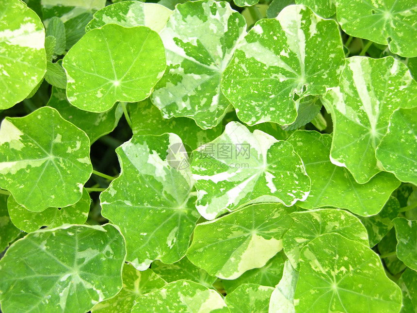 明亮绿水结晶叶的背景图片