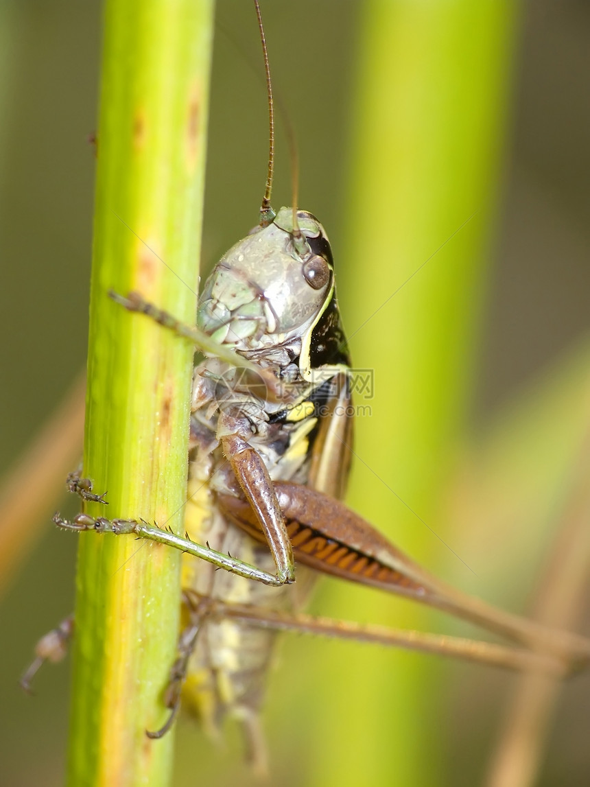 板球野生动物宏观鳞翅目昆虫动物绿色图片