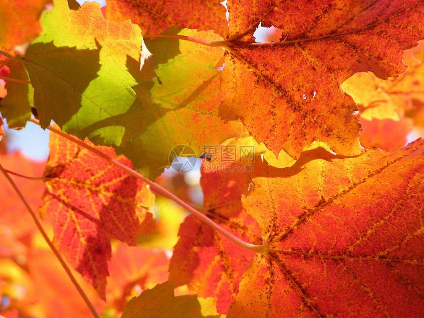 秋叶落叶树叶绿色叶子黄色红色植物季节情绪天空森林图片