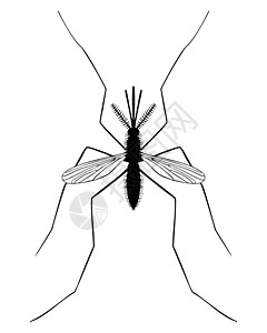 蚊子剪贴画边缘生物学漏洞插图黑色科学双翅目昆虫昆虫学蚊子剪贴背景