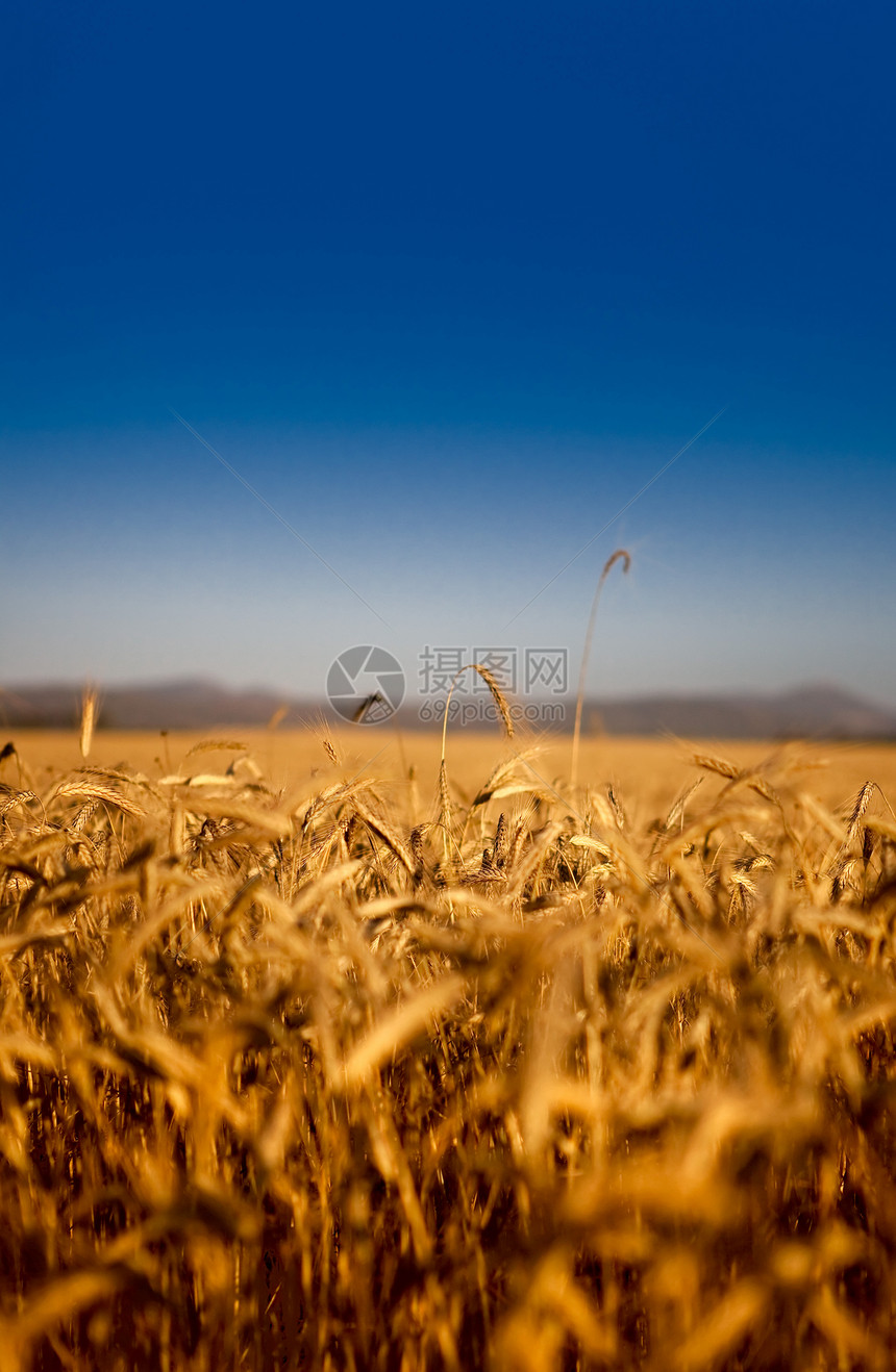 小麦田阳光季节种植园土地农村农场麦田天空农业金子图片